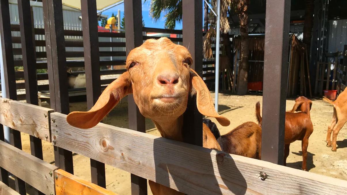 北部親子牧場好去處：適合家庭的五大推薦