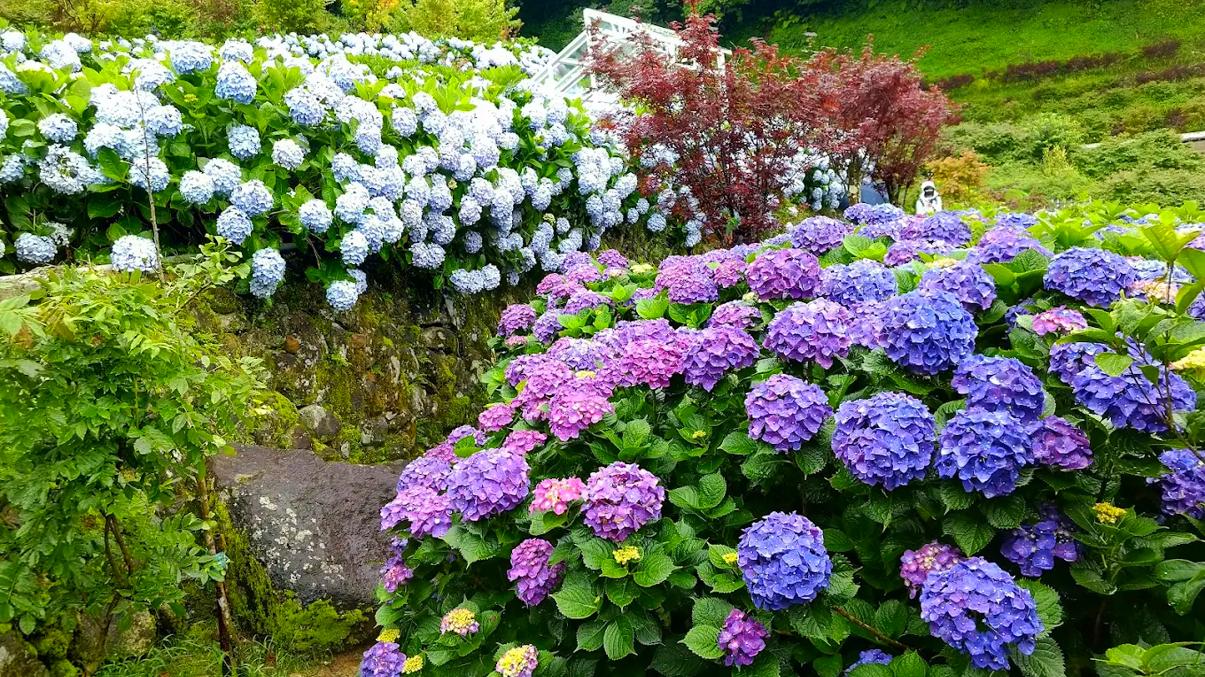 陽明山國家公園的最佳旅遊指南