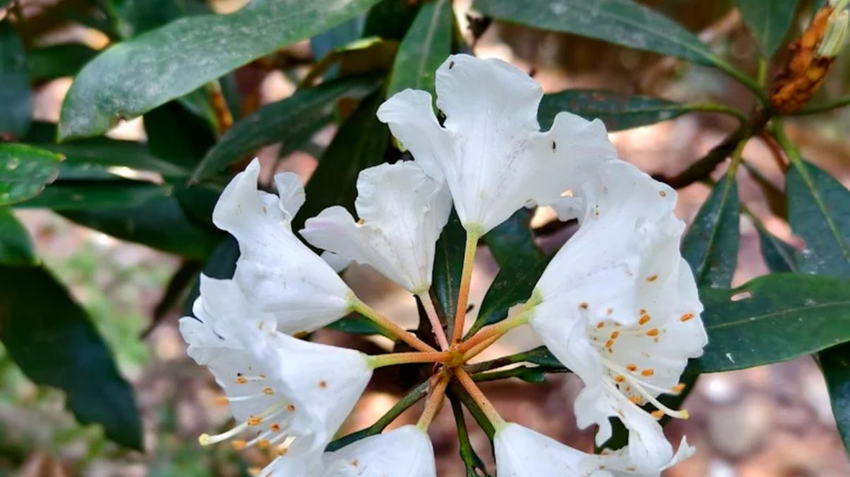 輕鬆健行：探索台灣美麗步道