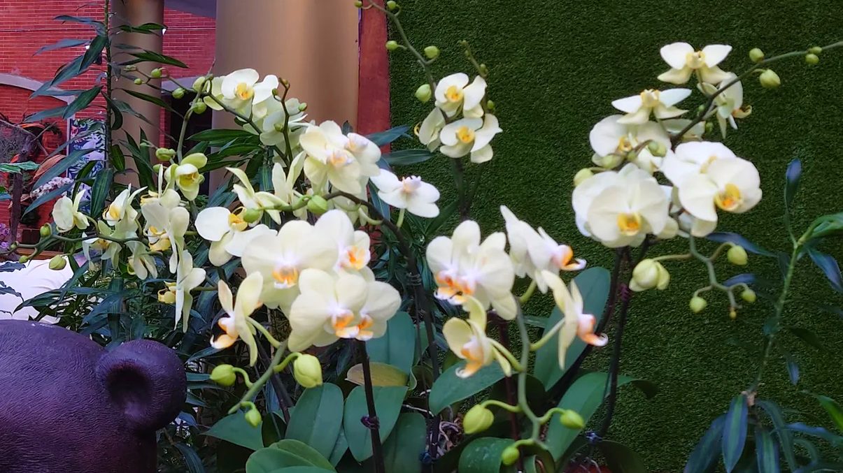 士林官邸正館的歷史魅力與自然景觀揭密