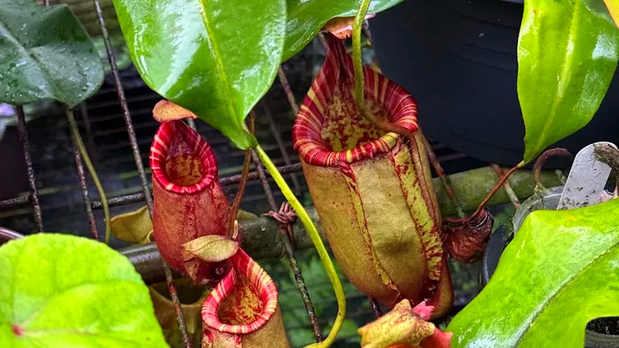 【埔里綠意療癒秘境】宅栽觀葉農場｜人氣植物天堂、親子DIY體驗全攻略！