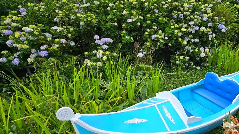 探索竹子湖繡球花｜一個必去的花園美景