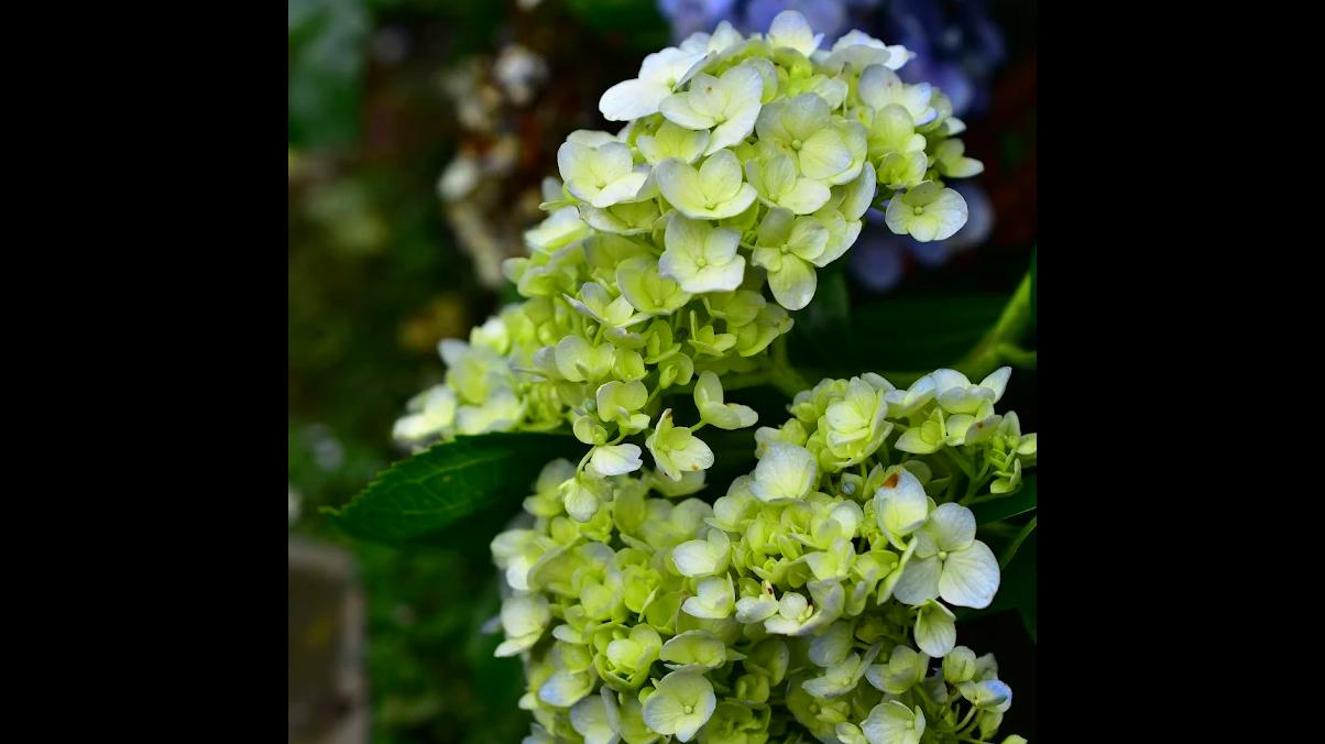 探索竹子湖繡球花｜一個必去的花園美景