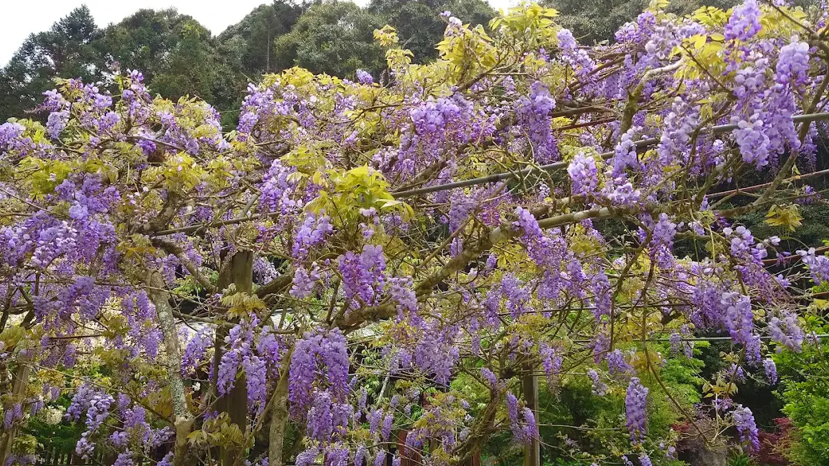 杉林溪花季旅遊全攻略|賞花、健行、美食一次打包