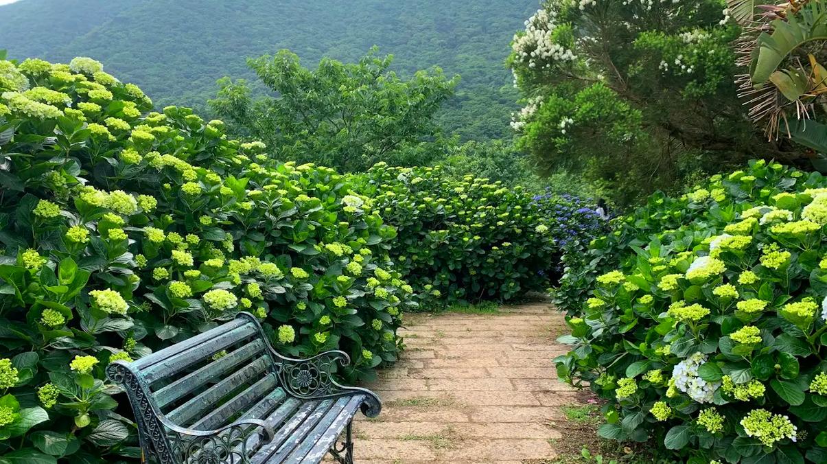 探索竹子湖繡球花｜一個必去的花園美景