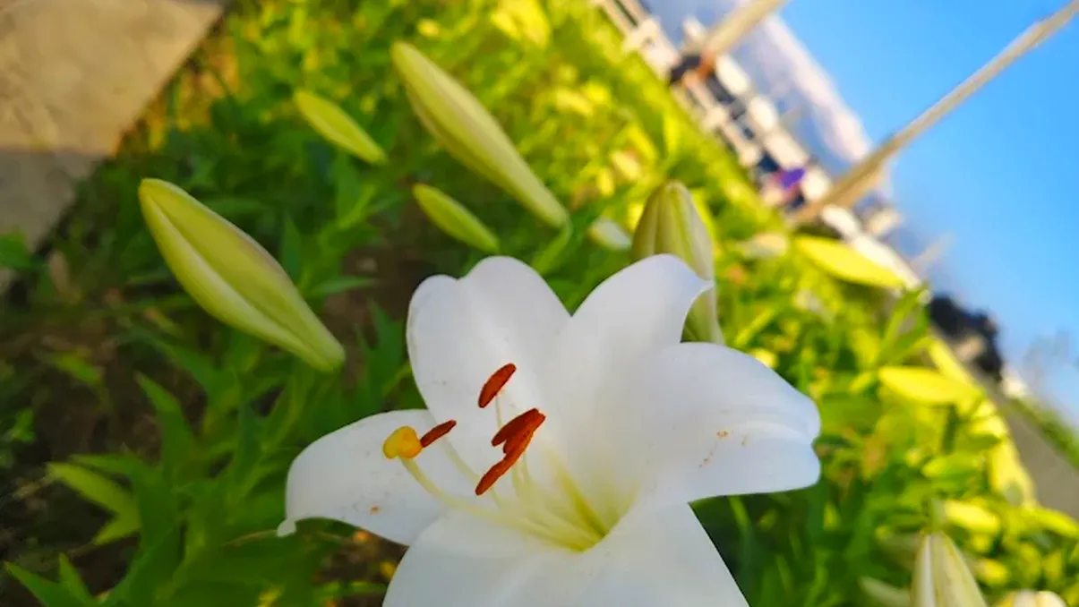 後龍好望角旅遊攻略|看海、追花、拍夕陽的絕美秘境