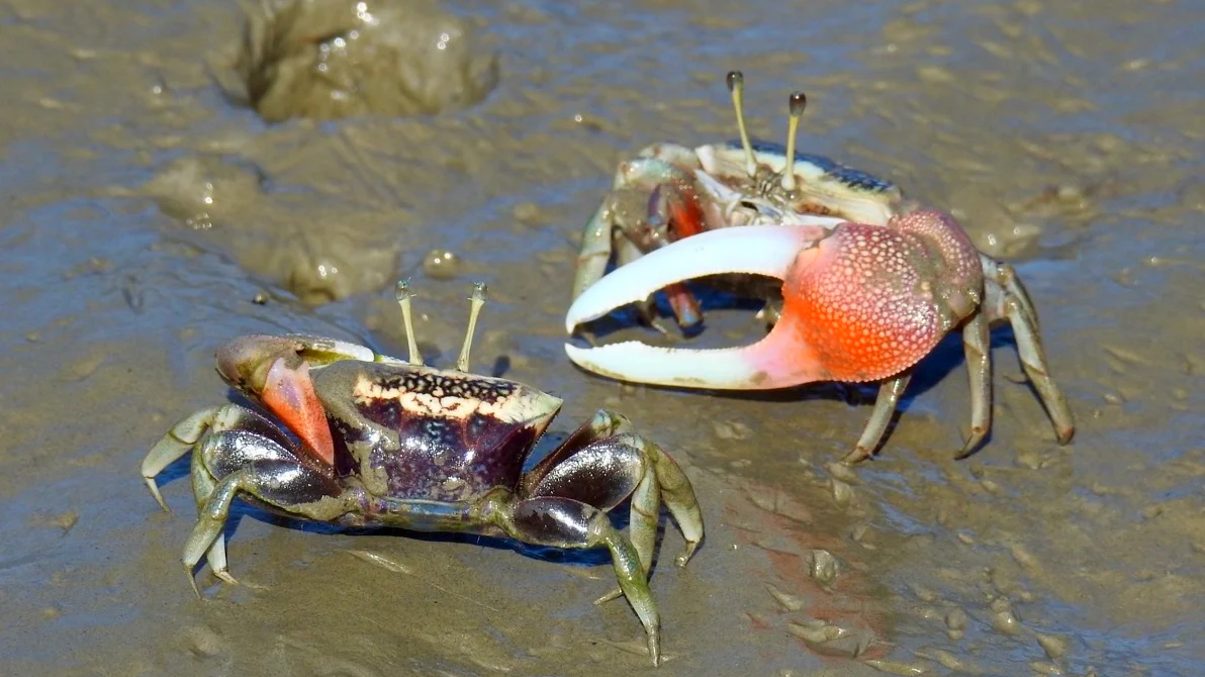 高美濕地觀賞鳥類與日落的最佳去處