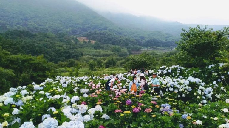 探索竹子湖繡球花｜一個必去的花園美景