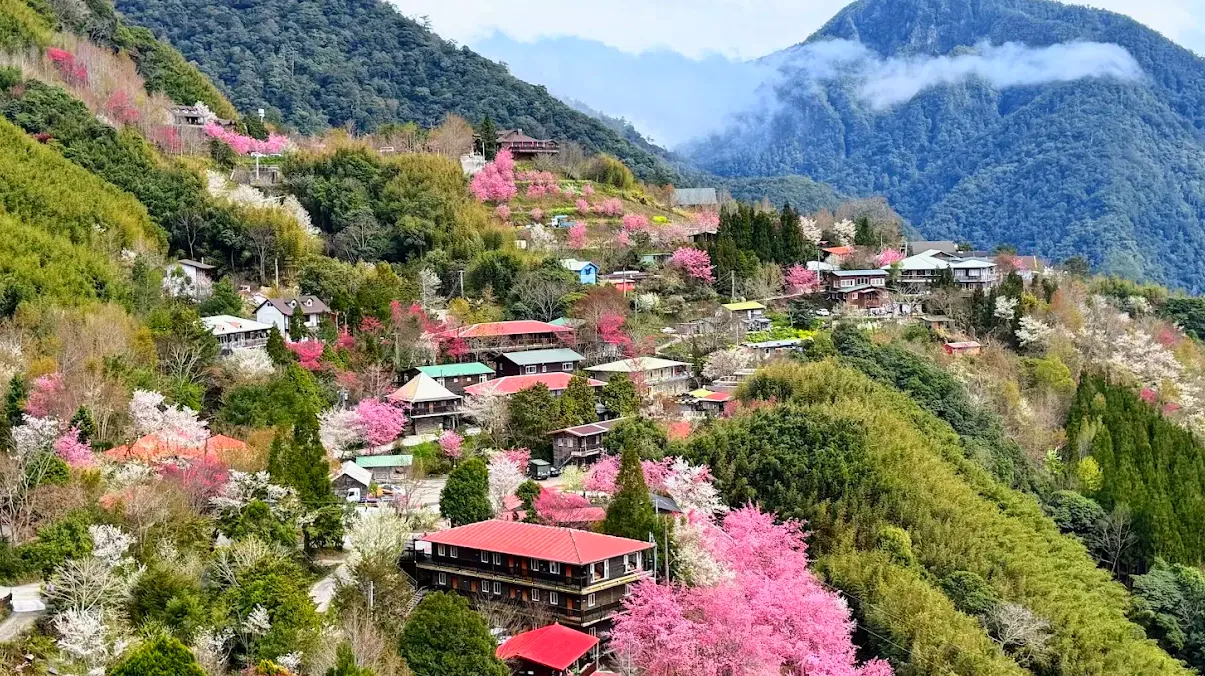 司馬庫斯櫻花：探訪台灣最美的櫻花秘境