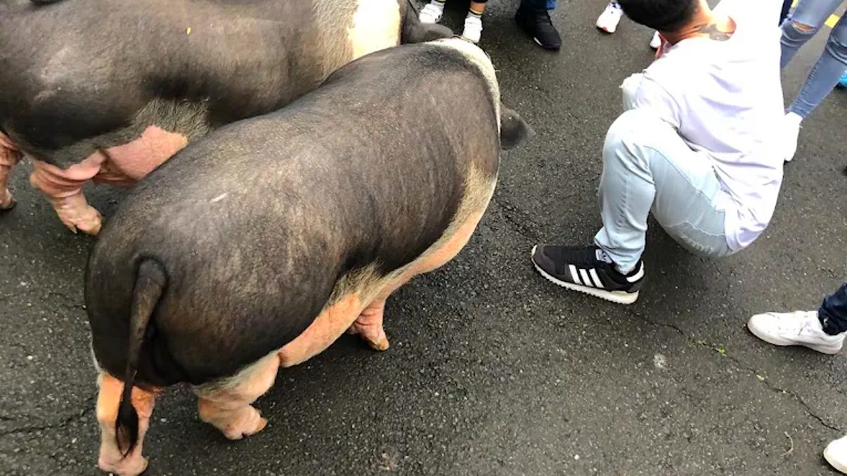探索花開了休閒農場：家庭與朋友的完美休閒點