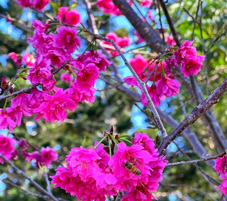 南投景點：探索必訪景點讓你流連忘返