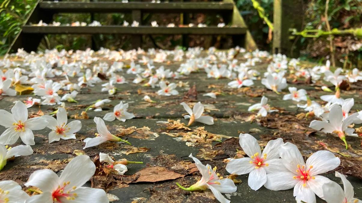 探索獅頭山風景區 | 你的完美旅遊指南