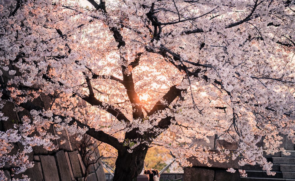 阿里山旅遊全攻略:五大絕美景點,感受山林日出與文化之