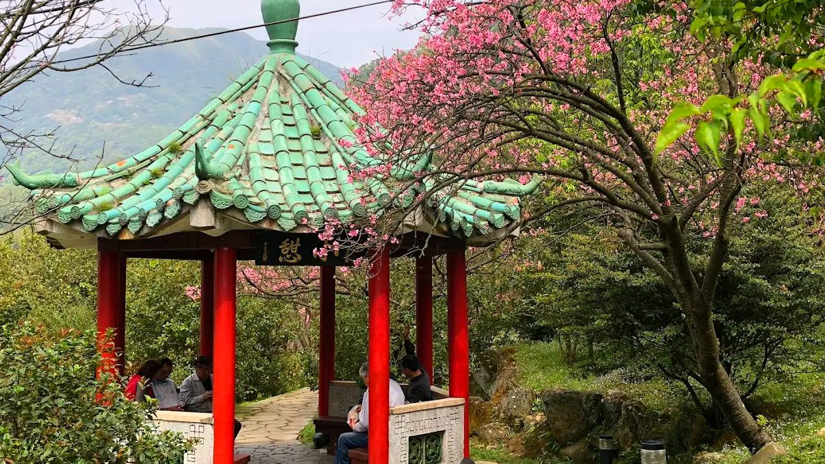 陽明山花季：完整攻略及必訪景點推薦