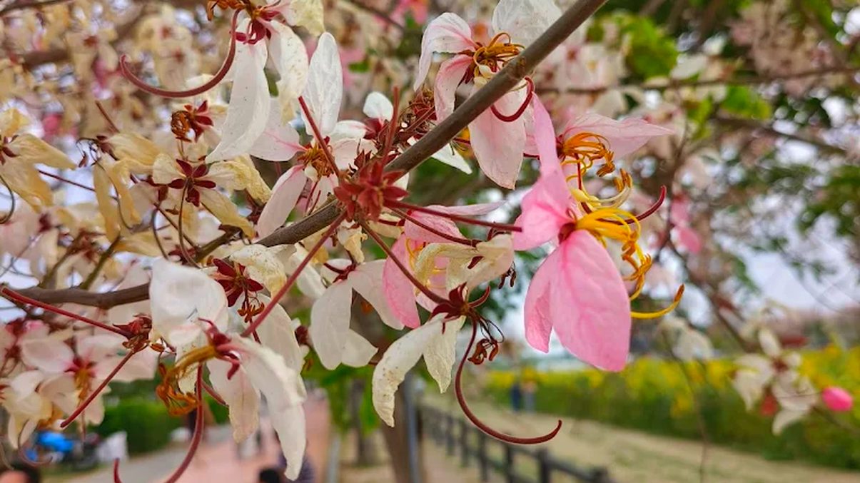 花旗木步道：春季絕美風景與在地美食全攻略
