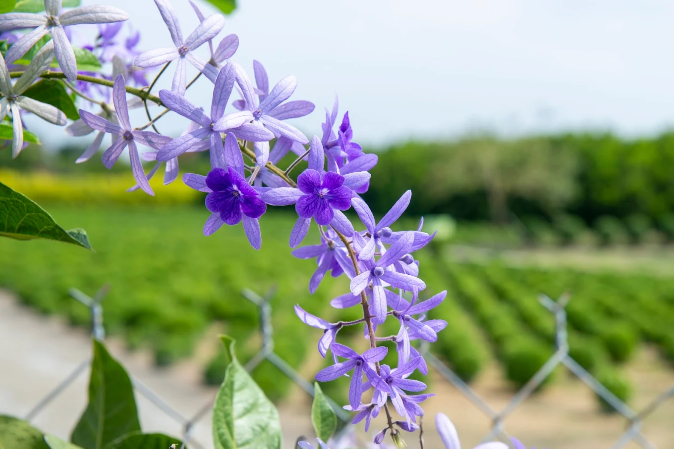 彰化田尾波波草｜療癒系景點打卡熱點，親子拍照輕旅行首選！