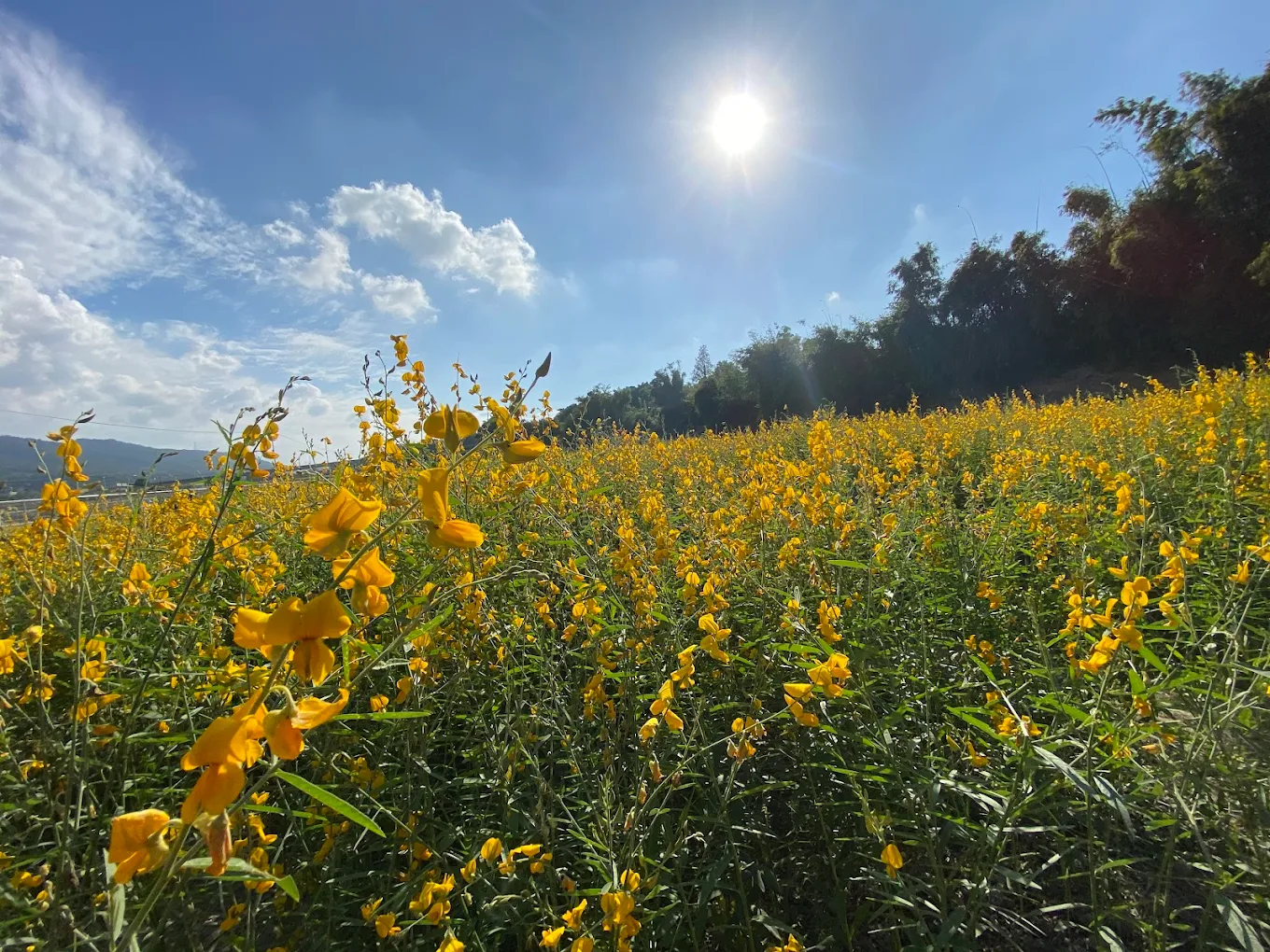 苗栗銅鑼杭菊花季｜秋日限定花海盛事，賞菊、吃美食、拍美照一次滿足！