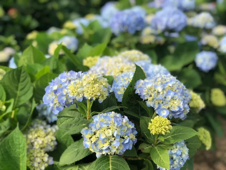 台北繡球花季全攻略｜竹子湖3大花園＋賞花活動懶人包，繽紛花海一次看夠！