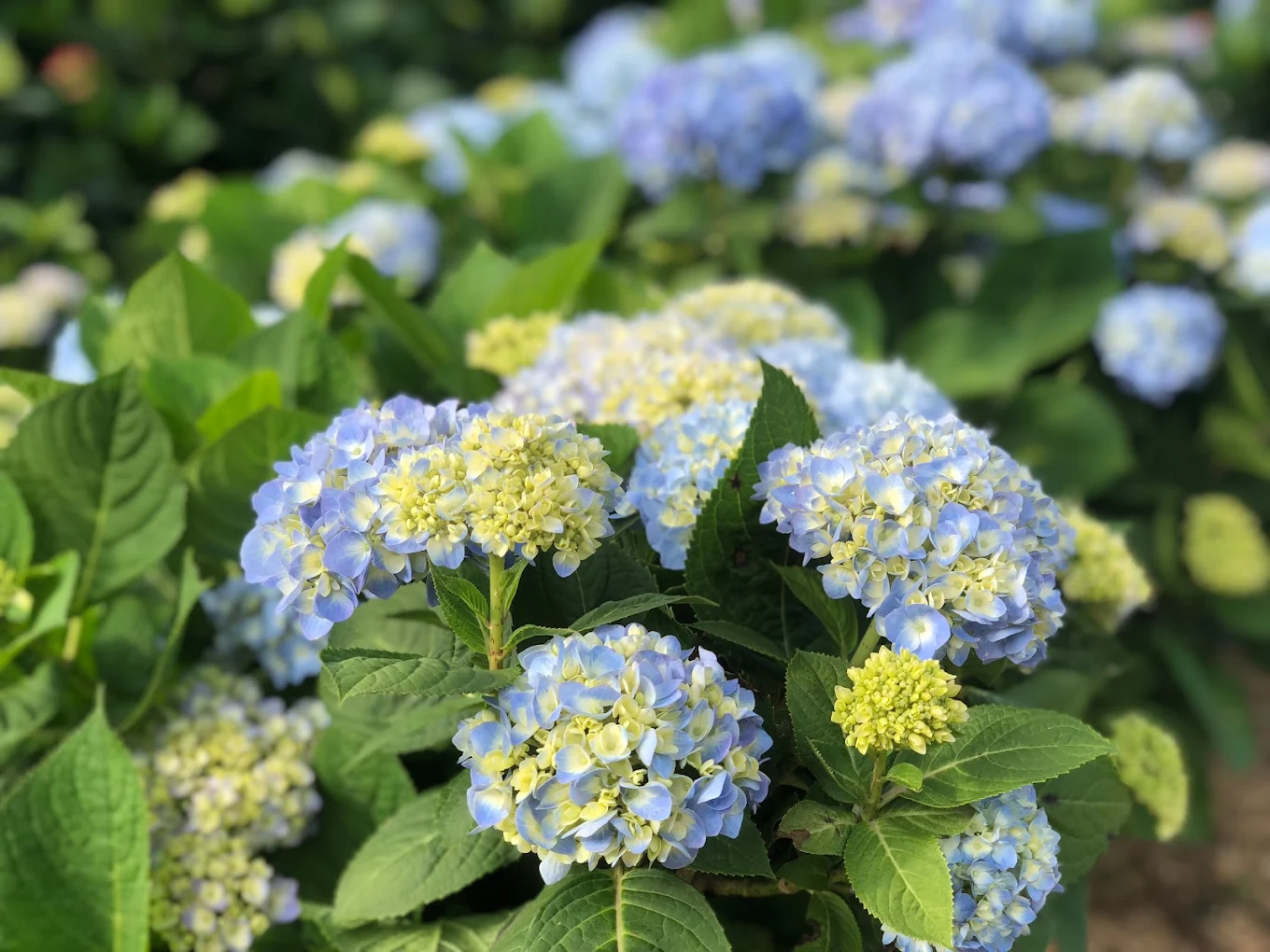 台北繡球花季全攻略｜竹子湖3大花園＋賞花活動懶人包，繽紛花海一次看夠！