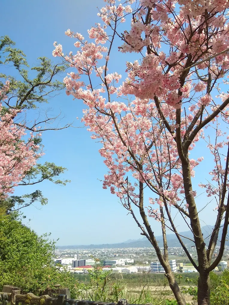 苗栗銅鑼賞花指南｜櫻花、炮仗花、杭菊一次看遍的四季花旅