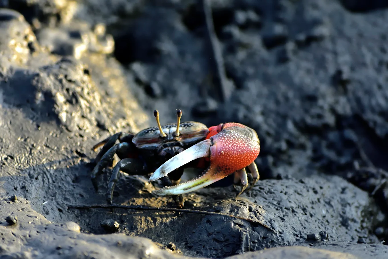 高美濕地候鳥生態觀察指南：最佳賞鳥地點與秘訣