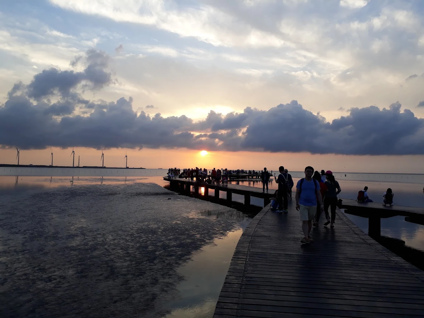 高美濕地候鳥生態觀察指南：最佳賞鳥地點與秘訣