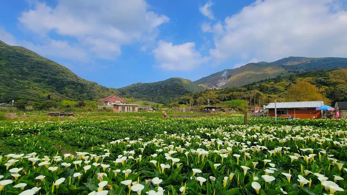 陽明山國家公園旅遊全攻略｜火山地景、四季風光與在地美食一次體驗