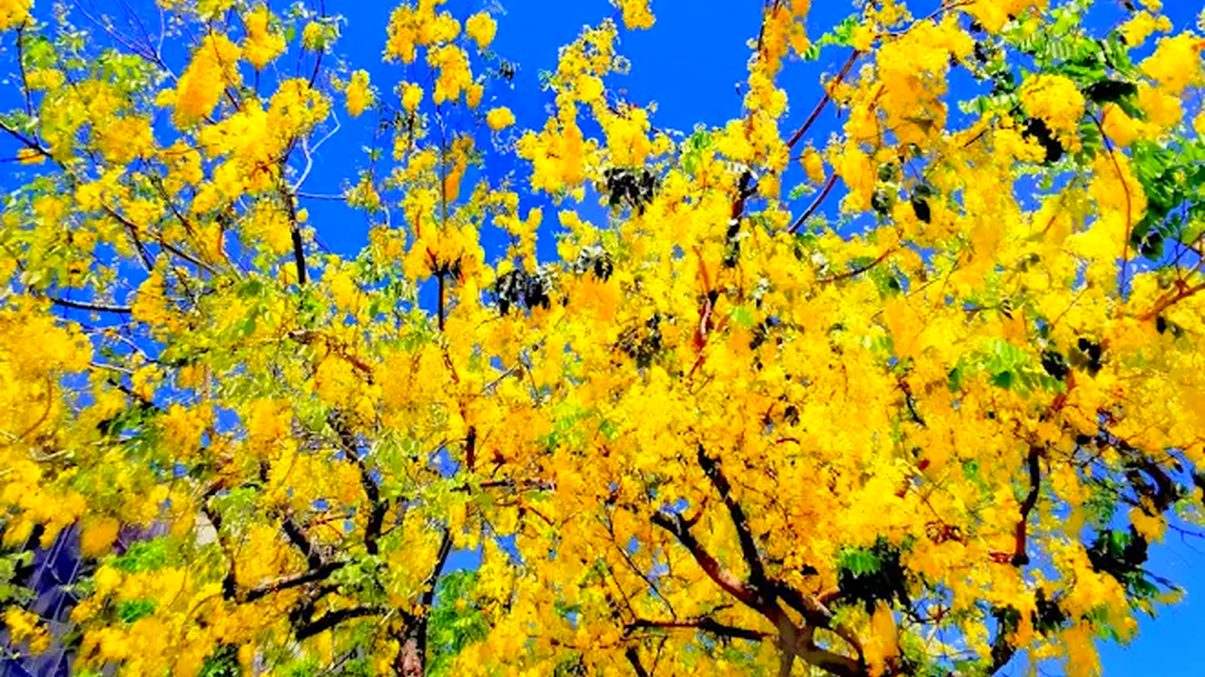 阿勃勒花海：漫遊台南的黃金美景與最佳賞花地點