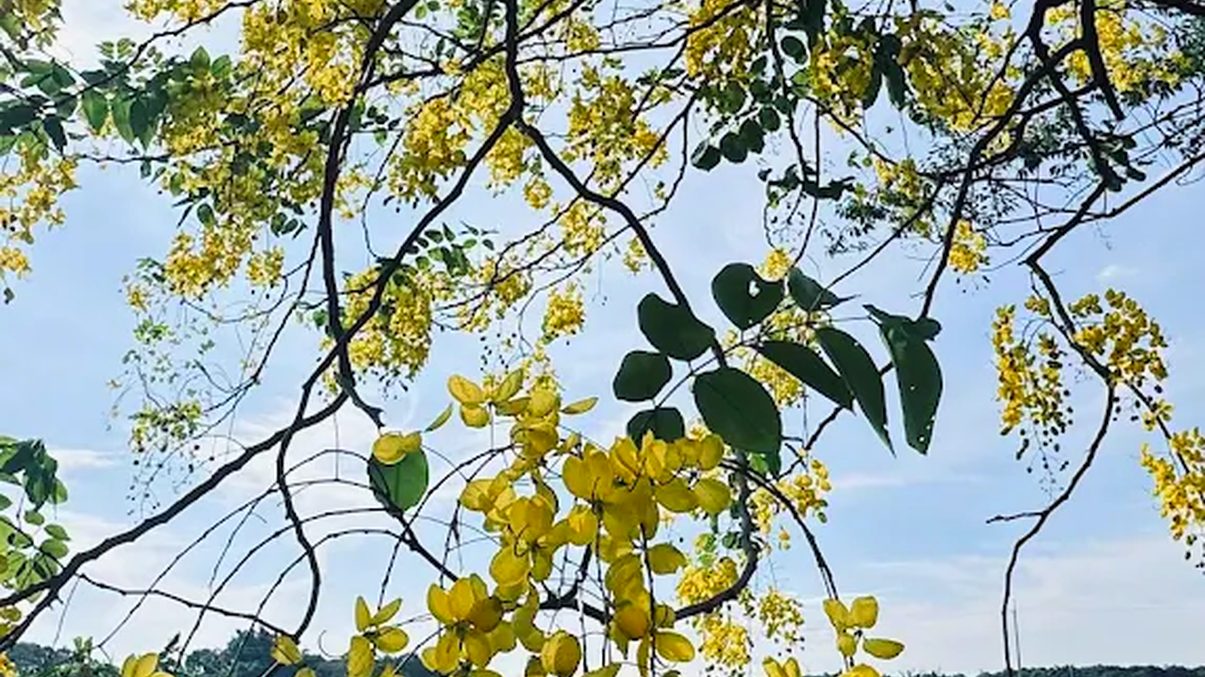 阿勃勒花海：漫遊台南的黃金美景與最佳賞花地點