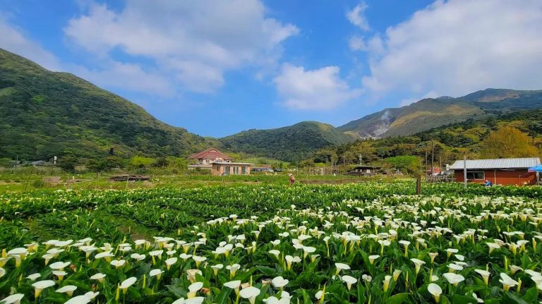 陽明山國家公園的秘境探索：不容錯過的景點