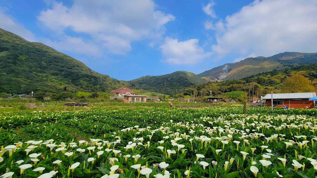 陽明山國家公園的秘境探索：不容錯過的景點