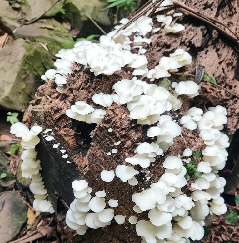 探索荷蘭古道：珍貴的自然美景與輕鬆登山之旅