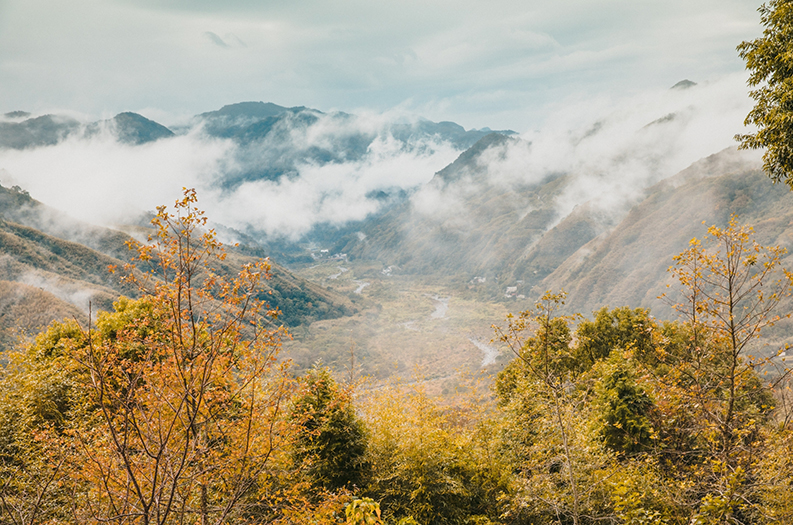 薰衣草森林：探索台中的夢幻花海與天然療癒之地