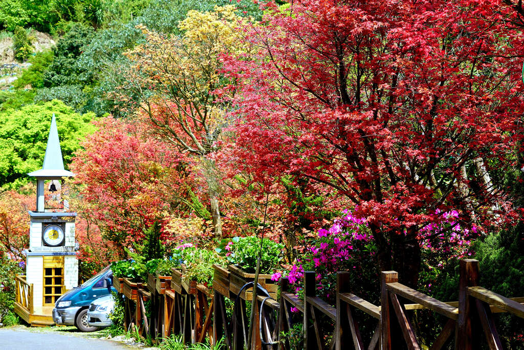 探索台北奧萬大 賞楓季的最佳去處