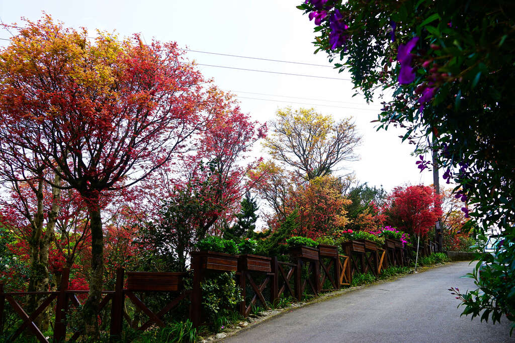 探索台北奧萬大 賞楓季的最佳去處