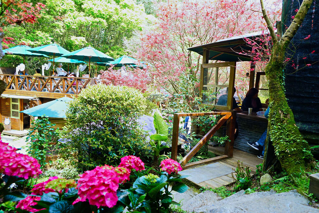 探索台北奧萬大 賞楓季的最佳去處