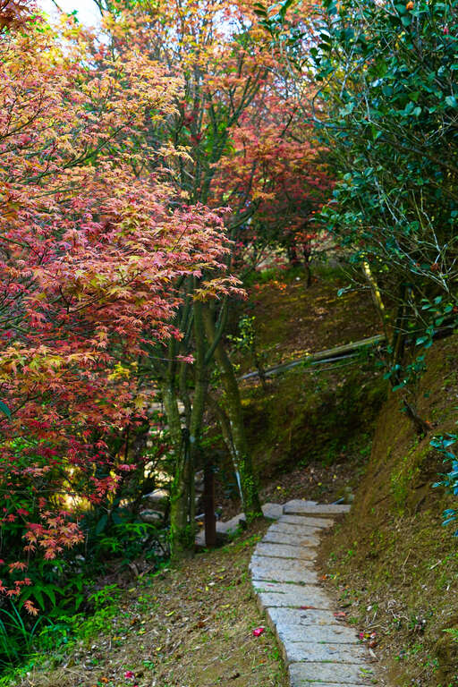 探索台北奧萬大 賞楓季的最佳去處