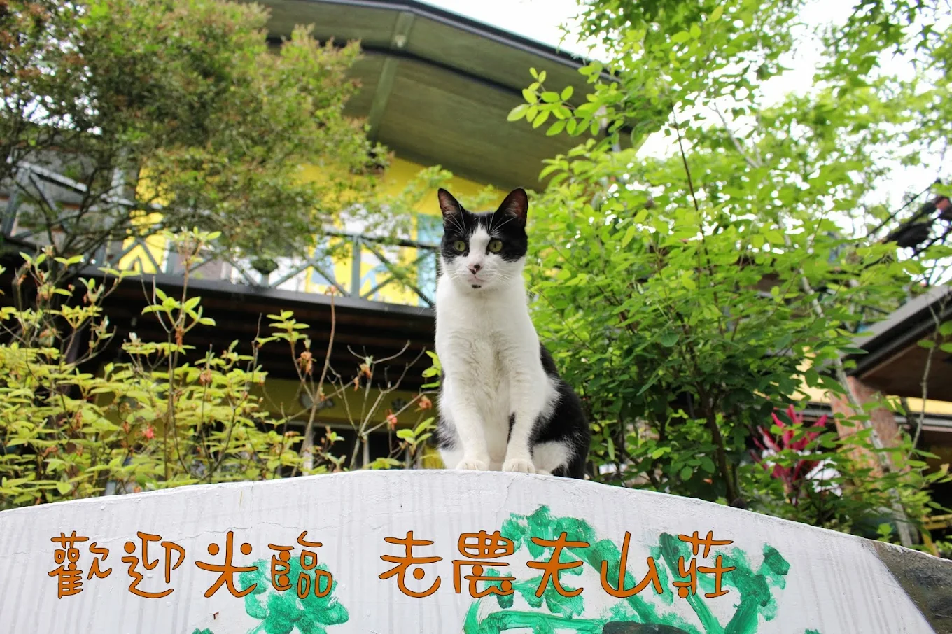 老農夫山莊｜新竹鄉間的自然系民宿，體驗慢活田園假期