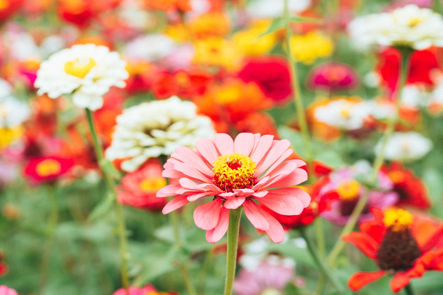 關渡花海的迷人景致與介紹