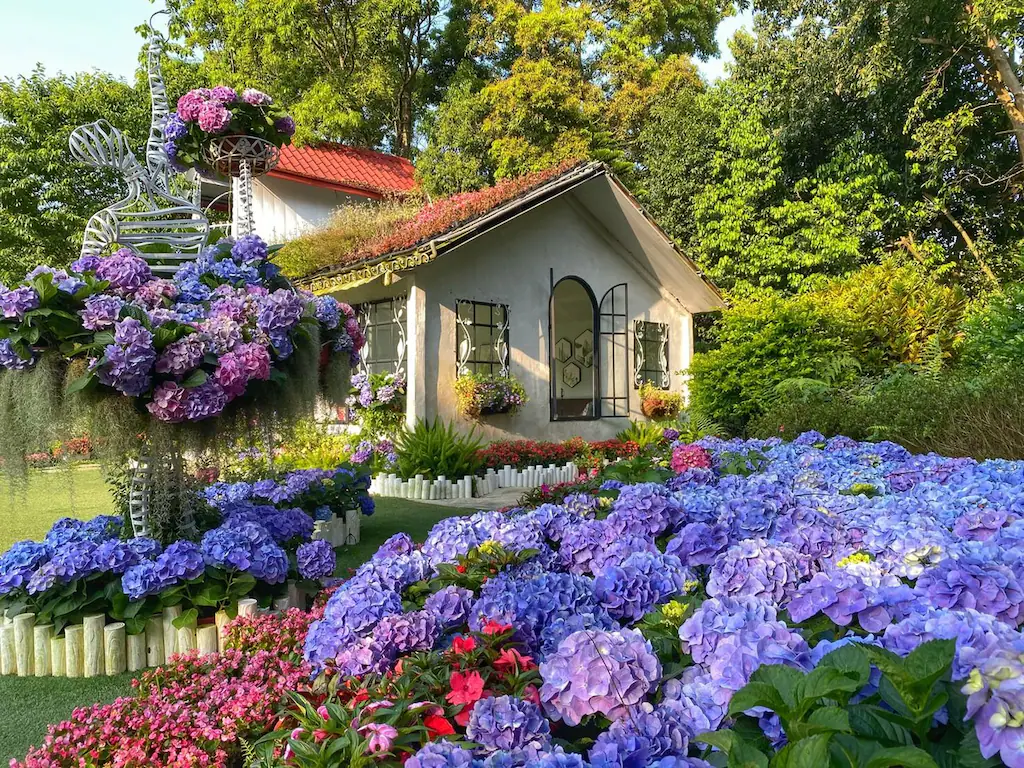 🌸苗栗花露農場一日遊｜繡球花海盛開、甜點美食、親子活動一次滿足！