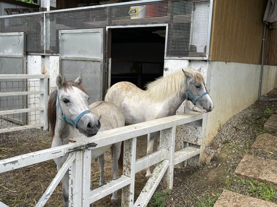 蘇家莊園：親子同樂的完美度假勝地