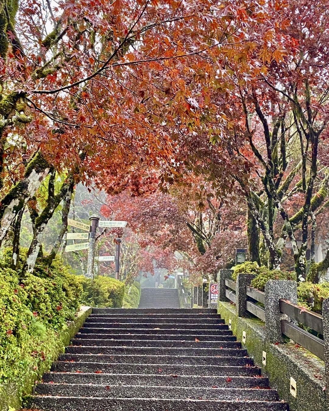 太平山紅葉的最佳賞楓時期與旅遊攻略