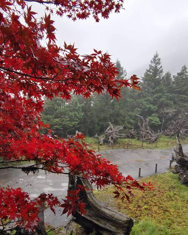 太平山紅葉的最佳賞楓時期與旅遊攻略