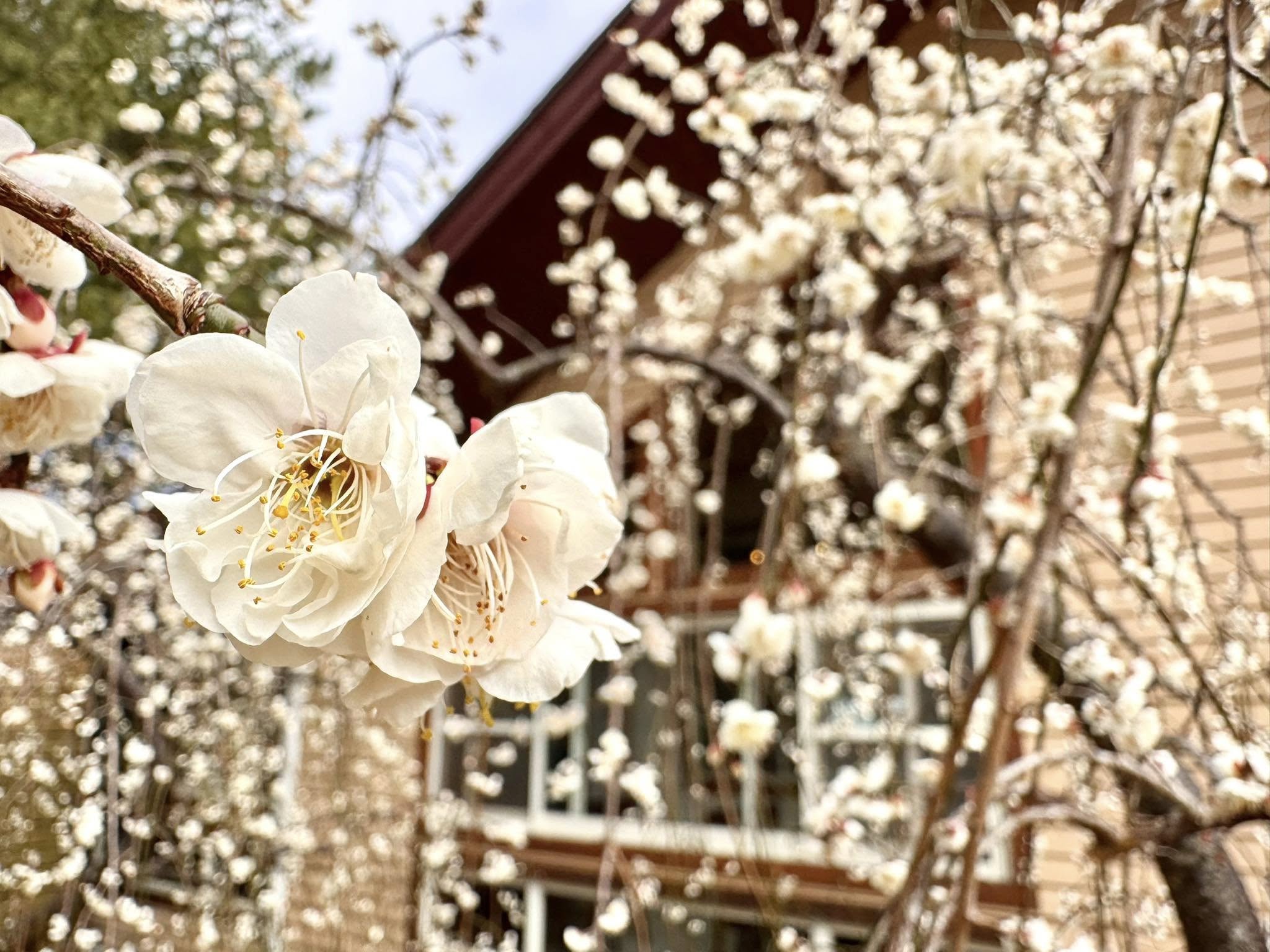 雪霸休閒農場旅遊攻略：找到完美的山中度假體驗