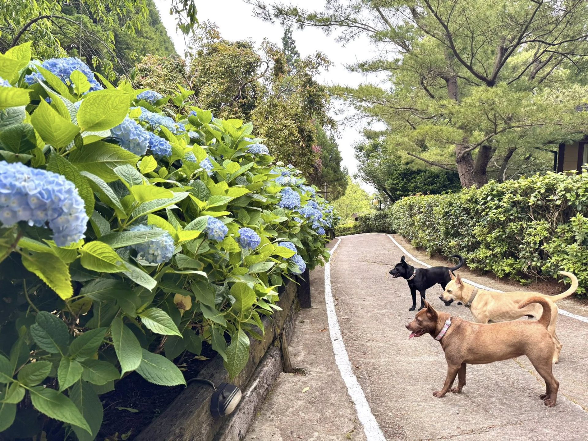 雪霸休閒農場旅遊攻略：找到完美的山中度假體驗