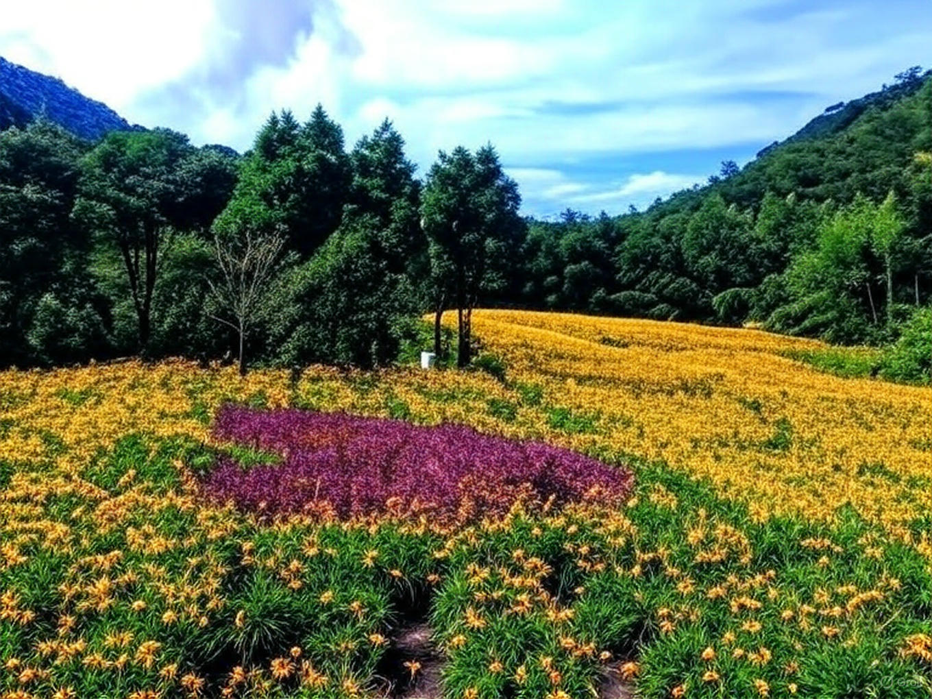 赤科山金針花海的最佳賞花地點與活動導覽