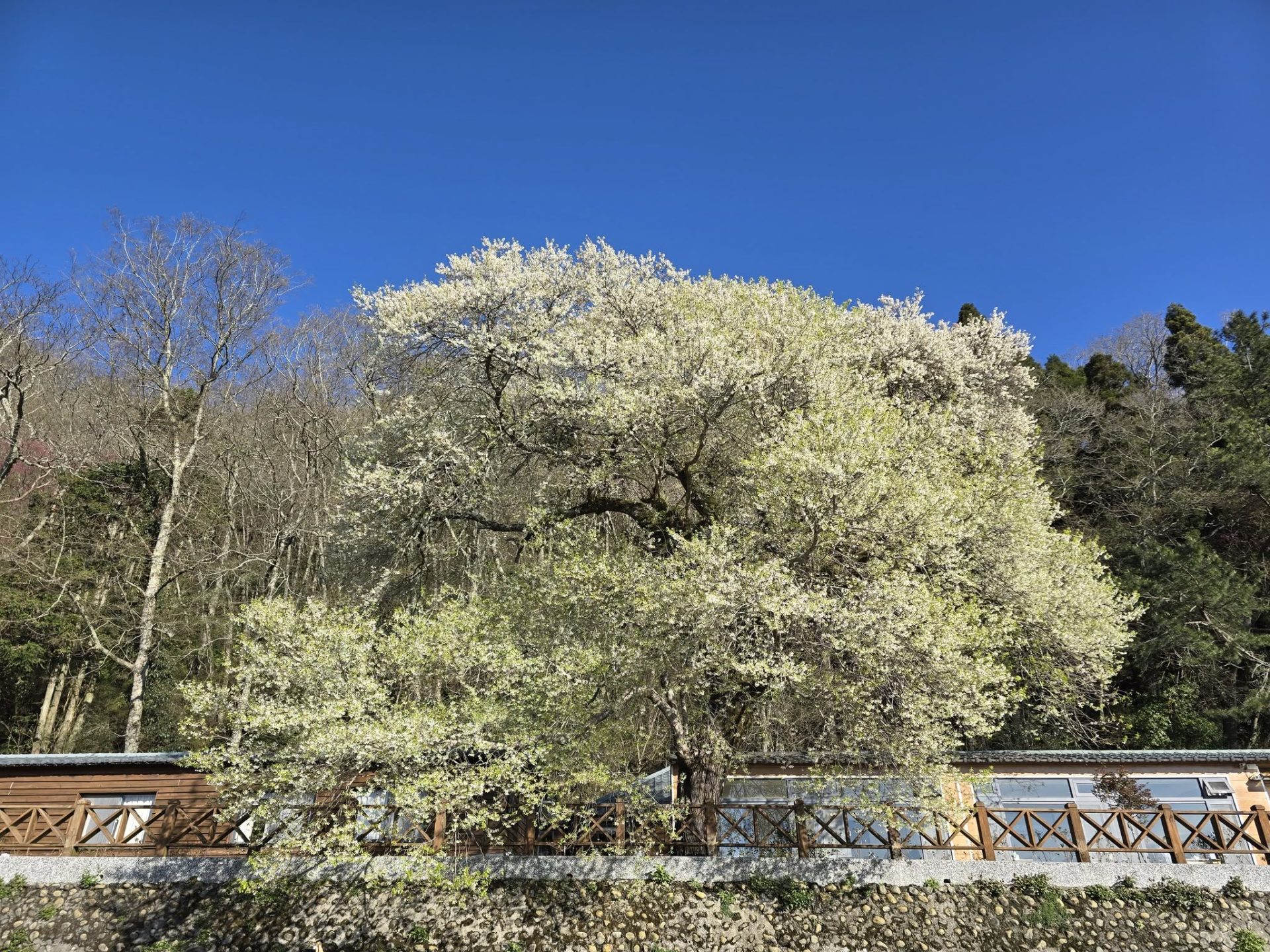 觀霧山莊-霧社櫻王的春日奇蹟：觀賞櫻花的最佳去處