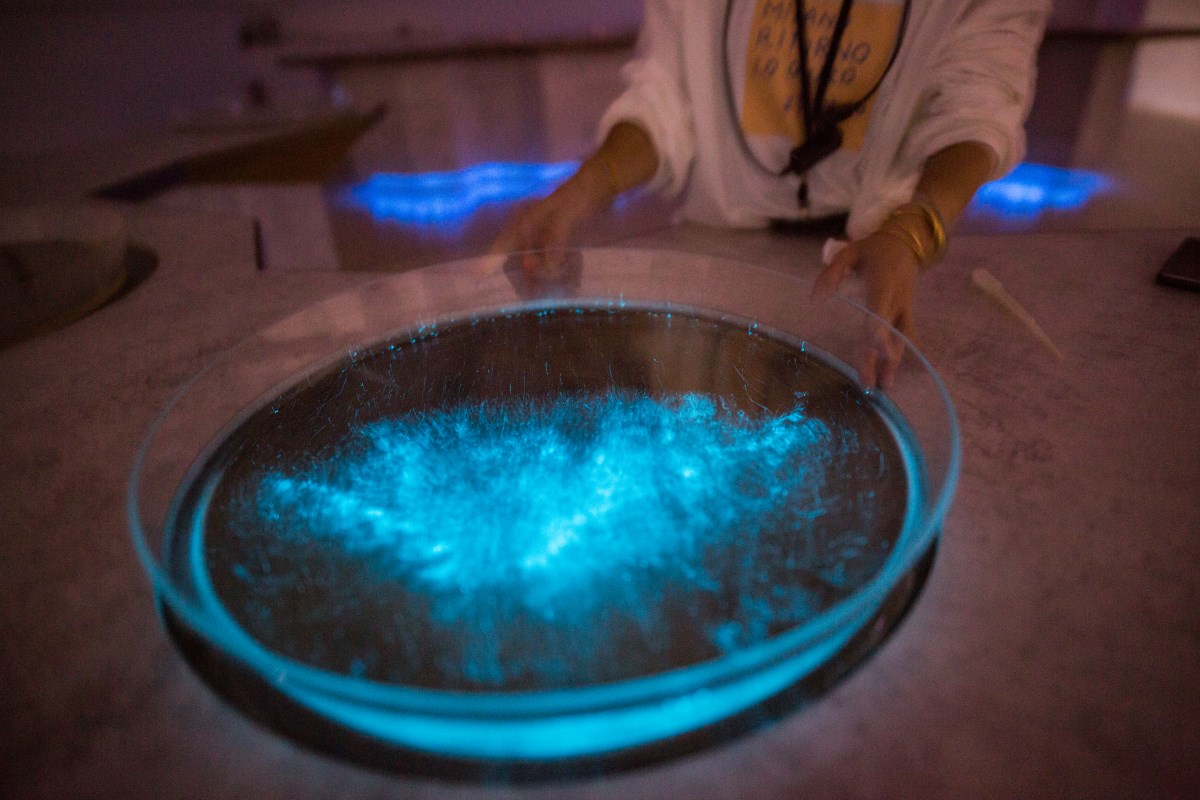 藍眼淚生態館的探索與美景:你的最佳旅遊指南