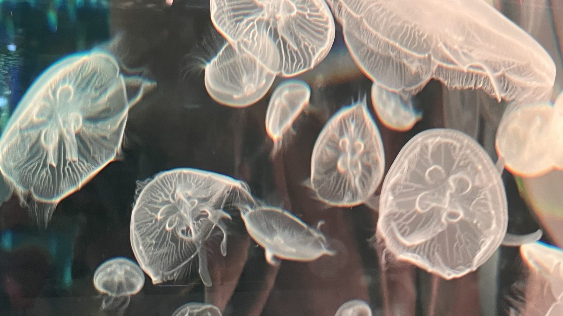 Xpark 桃園水族館｜沉浸式海洋奇幻之旅