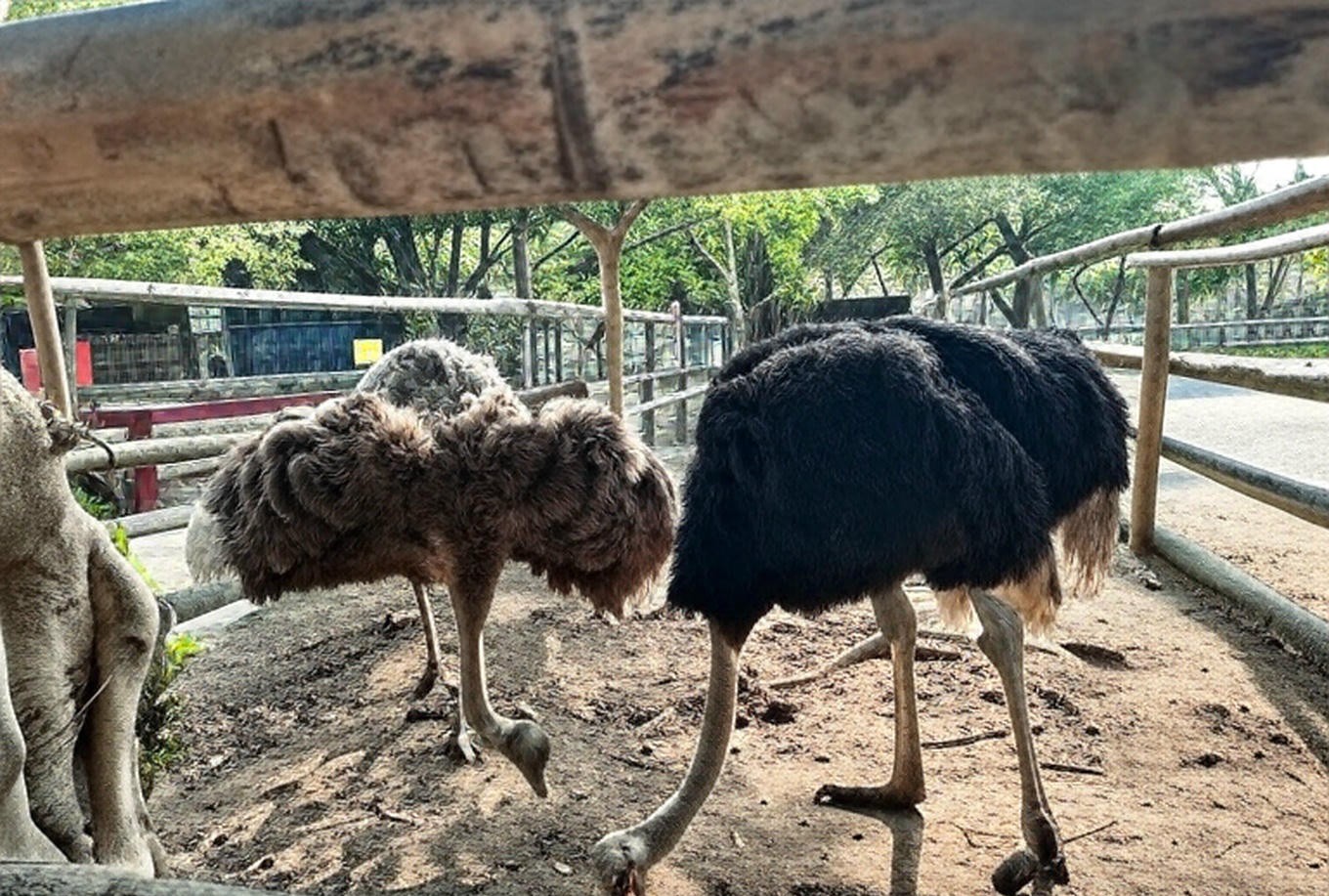 🦁 頑皮世界野生動物園全攻略|餵羊駝、看猛獸、吃冰淇淋!親子放電必玩行程